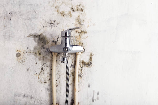 Best Localized Mold Remediation (e.g., coastal areas, humid climates) in Bellville, OH