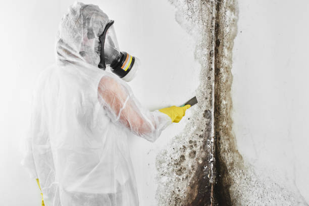 Best HVAC Mold Remediation in Bellville, OH