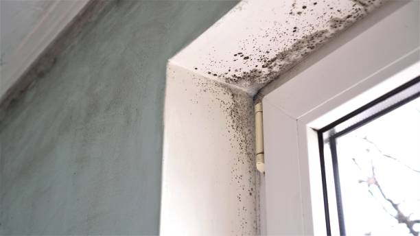 Best Emergency Mold Remediation in Bellville, OH