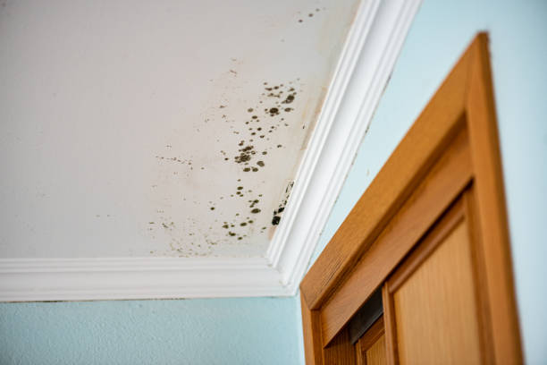 Best Bathroom Mold Remediation in Bellville, OH