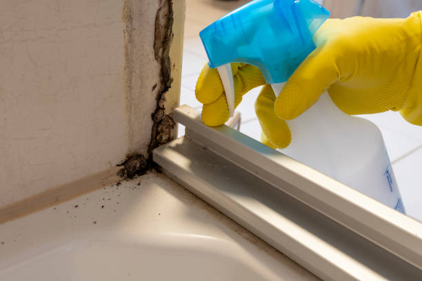 Best Basement Mold Remediation in Bellville, OH