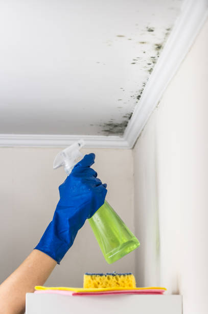 Best White Mold Remediation in Bellville, OH